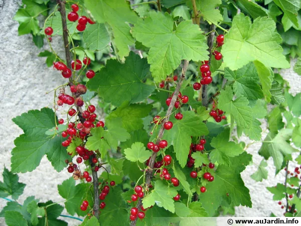 Groseillier rouge